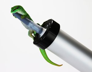 Gecko Karriere